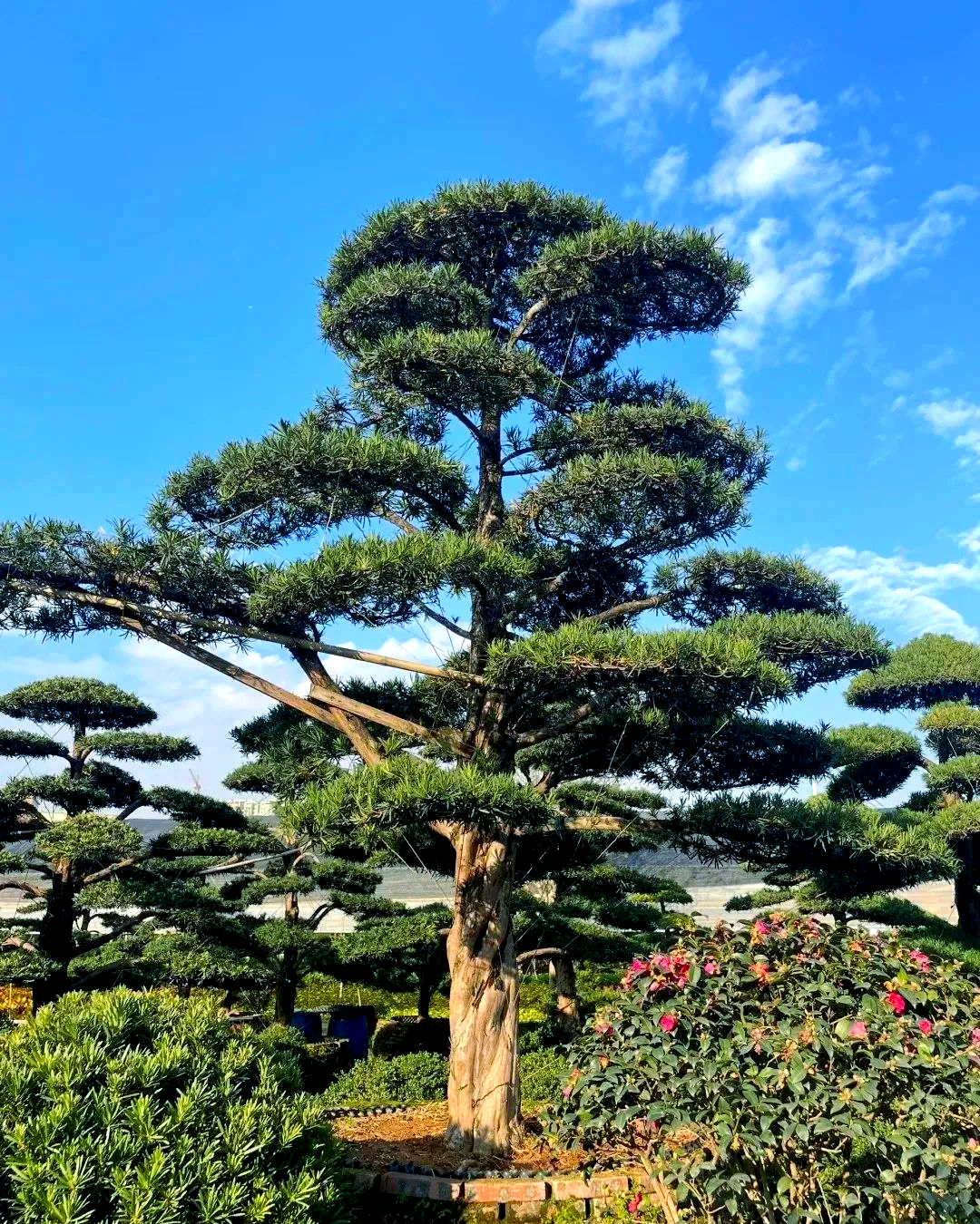家中庭院栽种这些树木,带来吉祥与财运