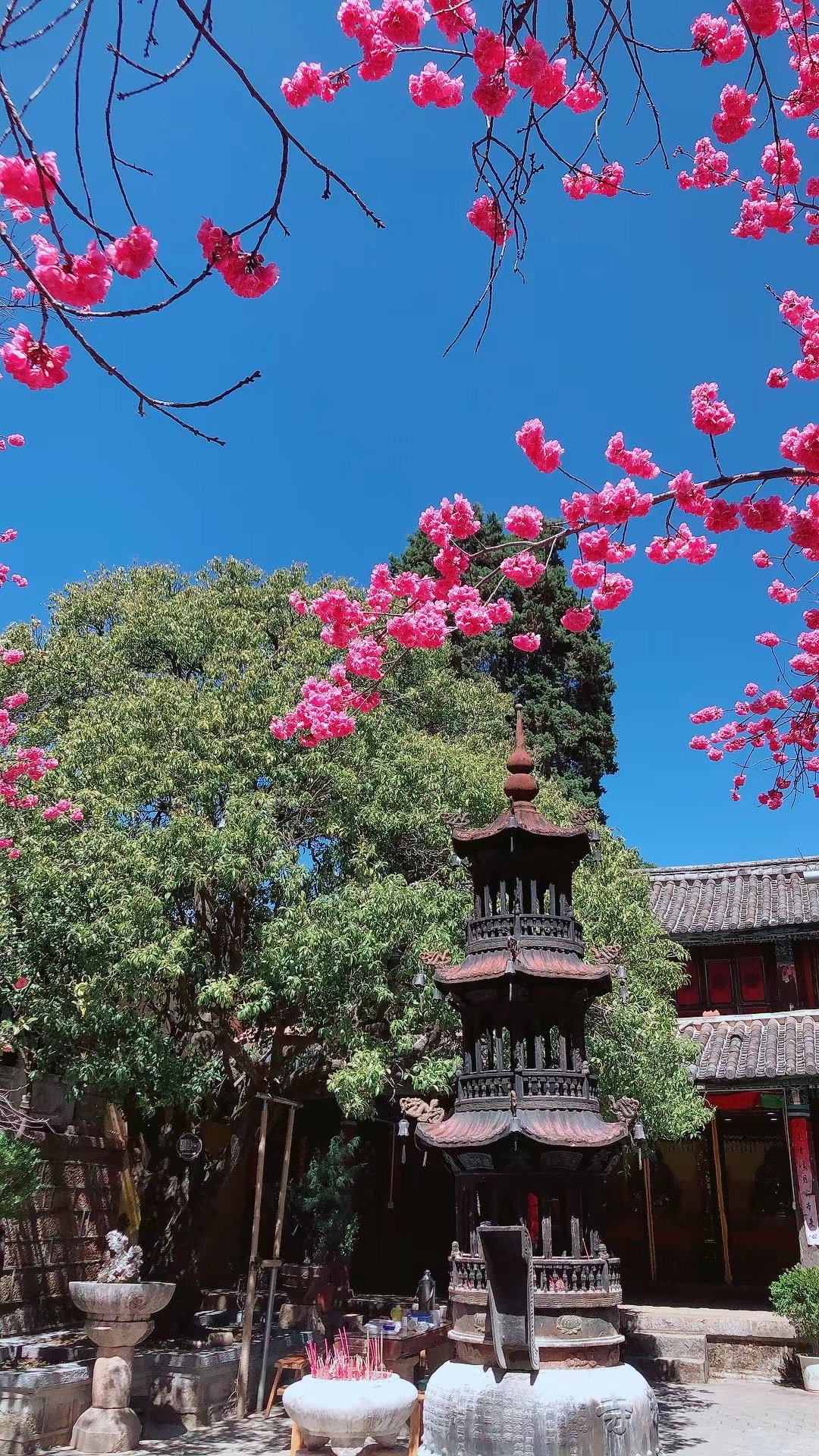 曲径通幽处,禅房花木深——丽江普济寺的樱花开啦!