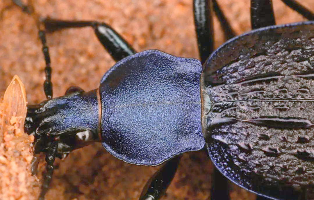探秘拉步甲:昆虫世界中的独特生命