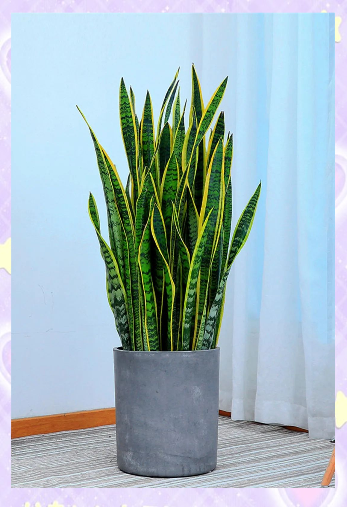 虎尾兰的养殖指南与注意事项概述