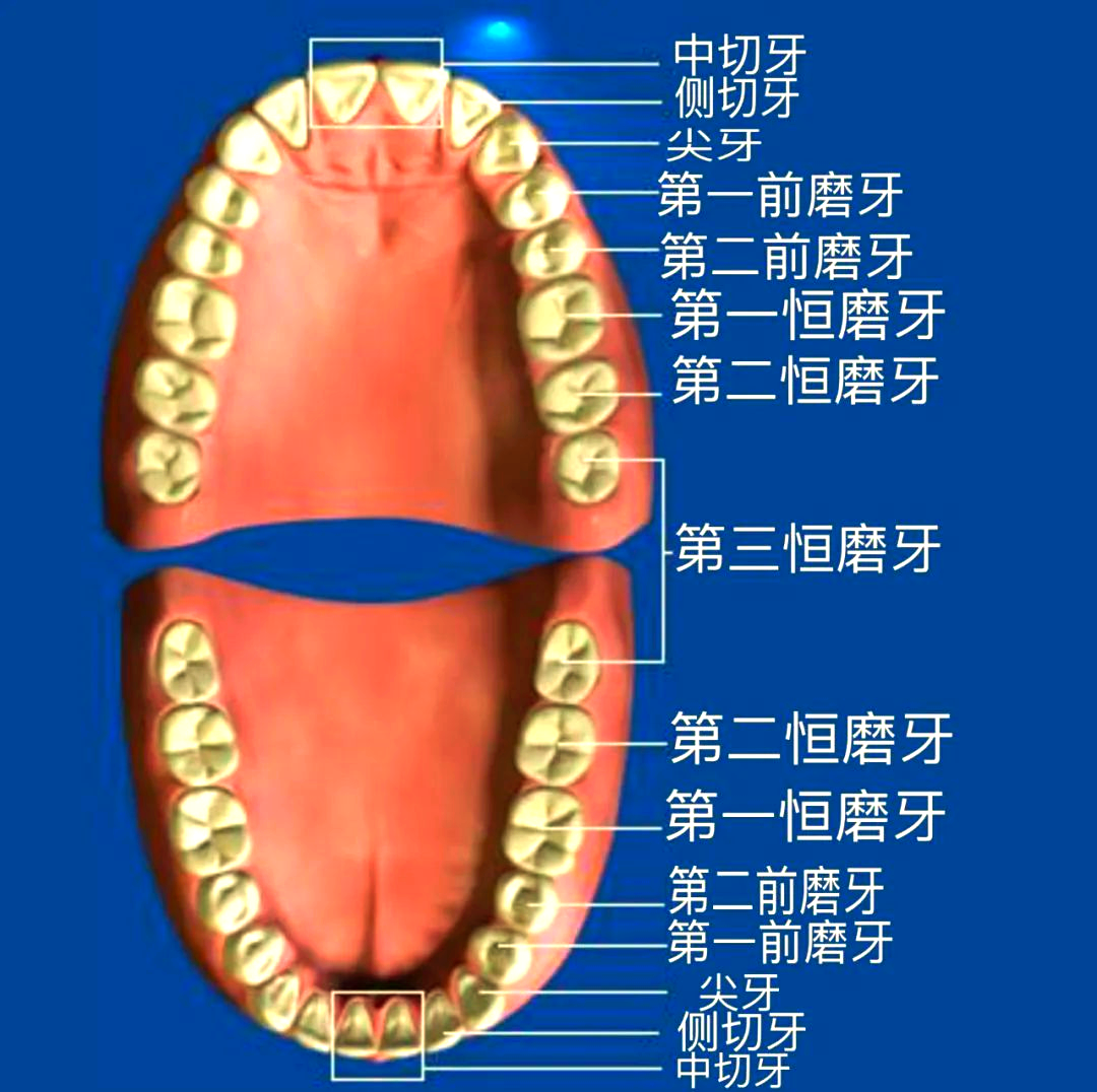 探索我们的牙齿世界:认识,爱护与保护
