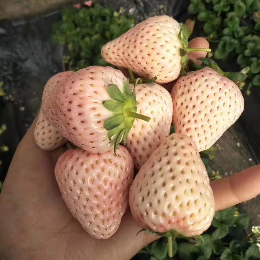 天使ae草莓苗品种又被称为天使8号草莓,果实白色,口感甜