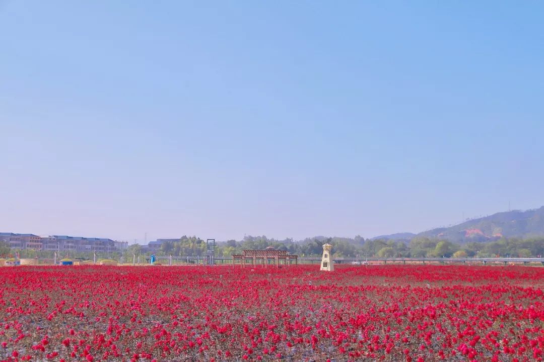 畅游花的海洋共赴瑞金红都幸福花海
