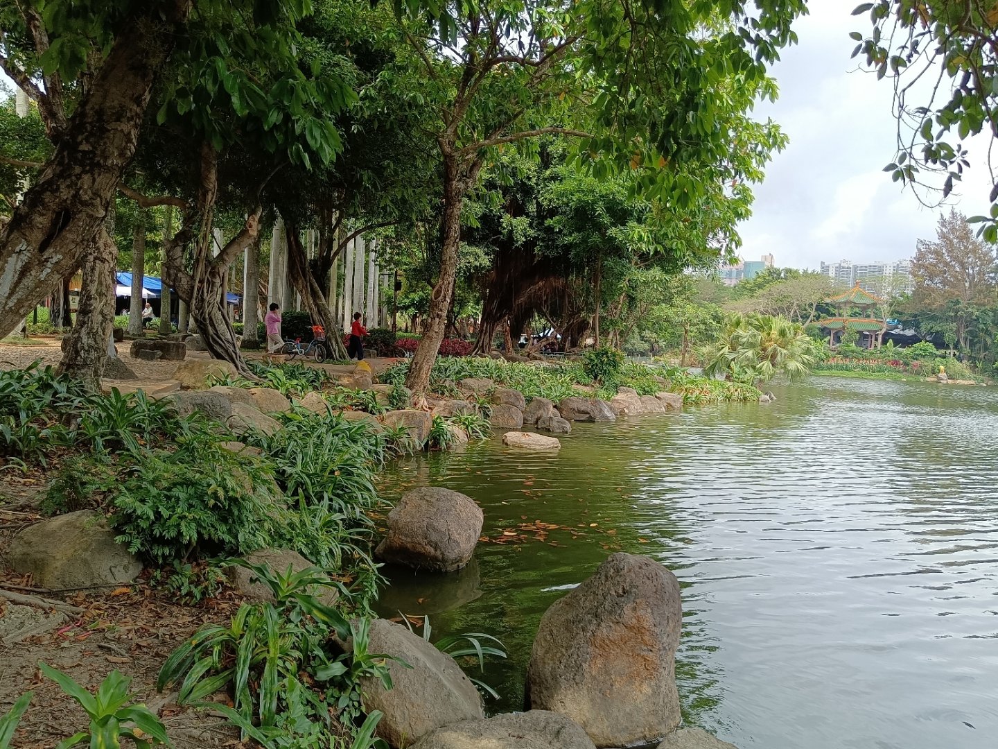 广东:林木葱葱,湖光悠悠,湛江霞湖公园的美丽清晨