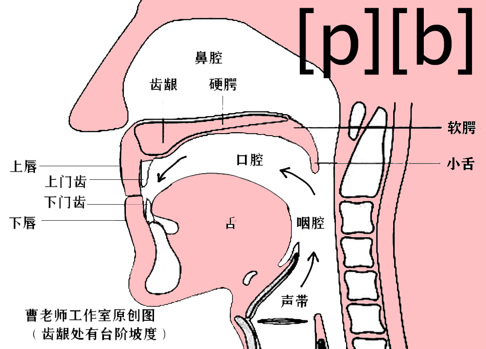 「国际音标」「p」「b」的标准发音方法