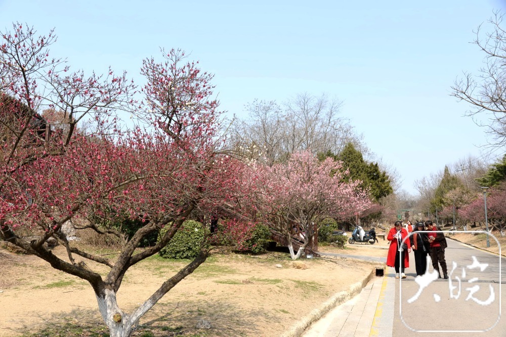 舜耕山梅园图片