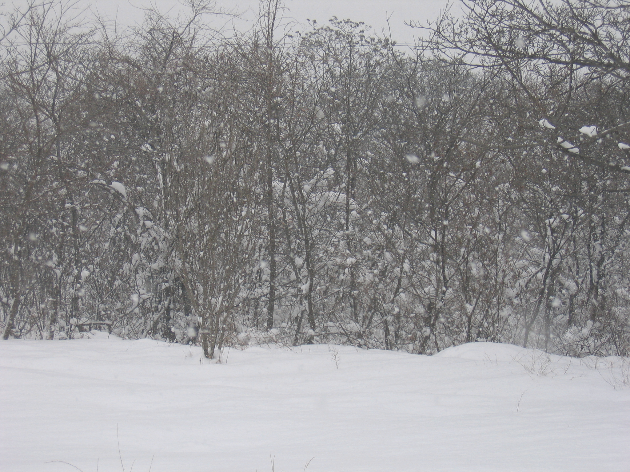 老照片2005大连甘井子樱花街(圈里——大化一宿舍)小编c723船船老长