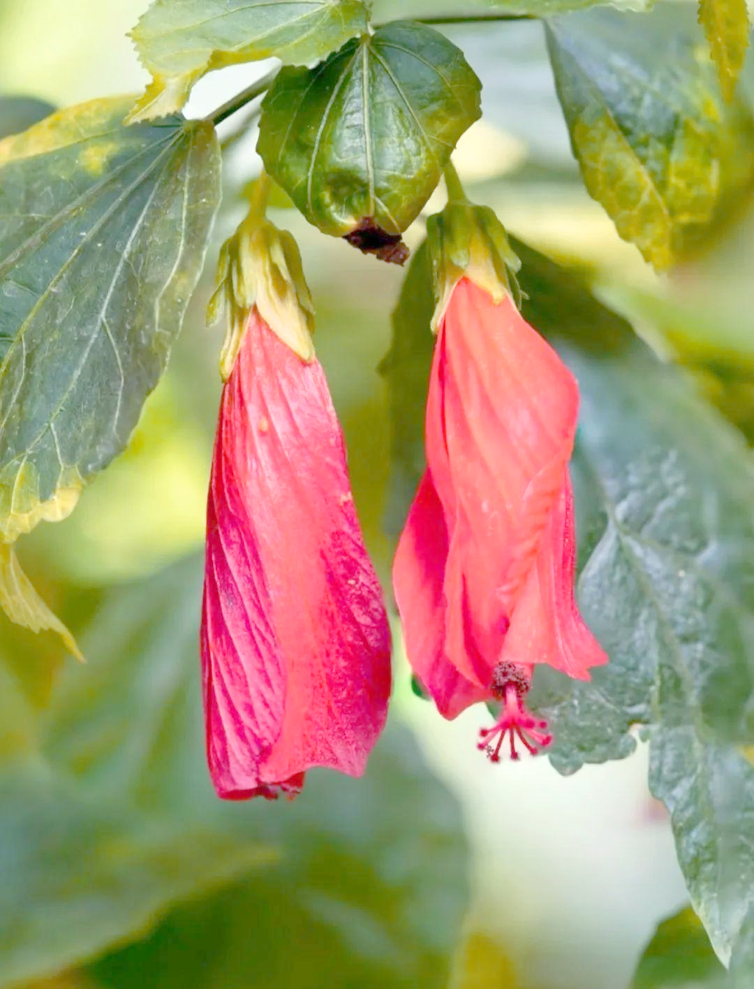 垂花悬铃花:一种生机盎然的热带观赏植物