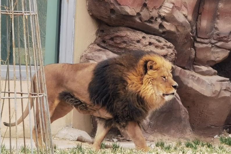 【恢复开园公告】武威神州荒漠野生动物园景区