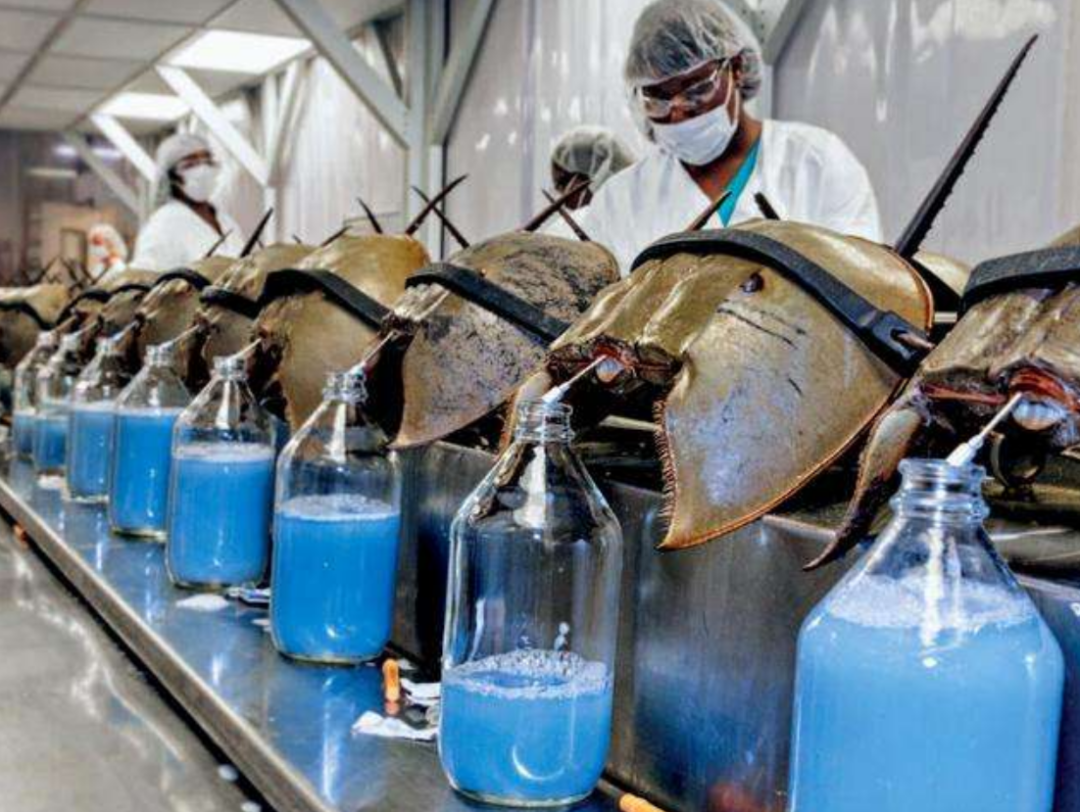 活了4亿多年,地球上唯一的蓝血生物,能救人却救不了自己