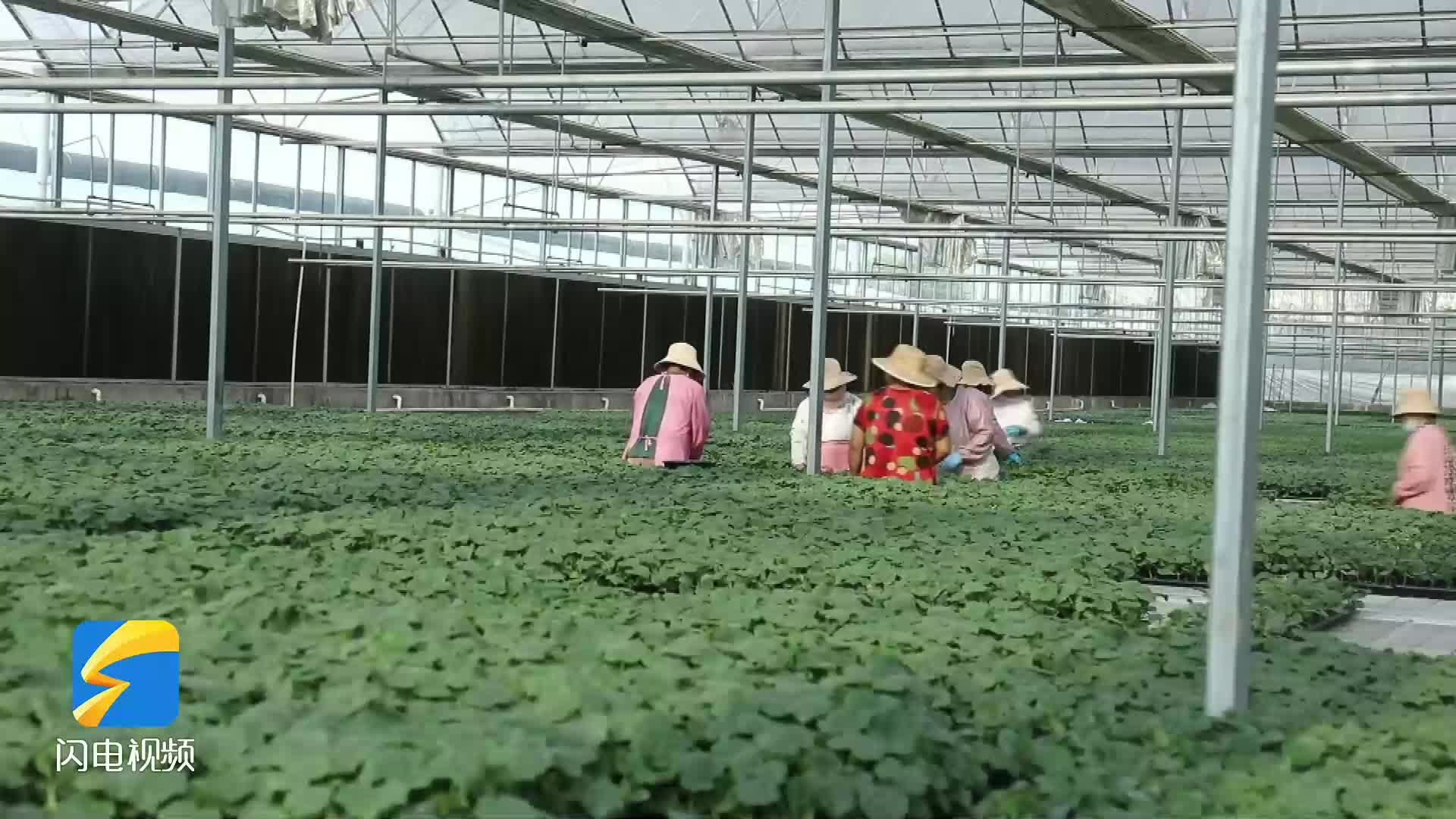 皱皮辣椒,小樱桃大放异彩 枣庄用小"地标"做出大文章