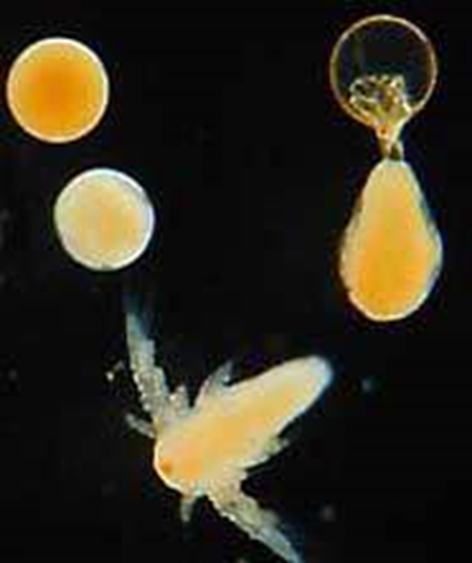 鱼虾育苗中丰年虫孵化的标准化操作技术