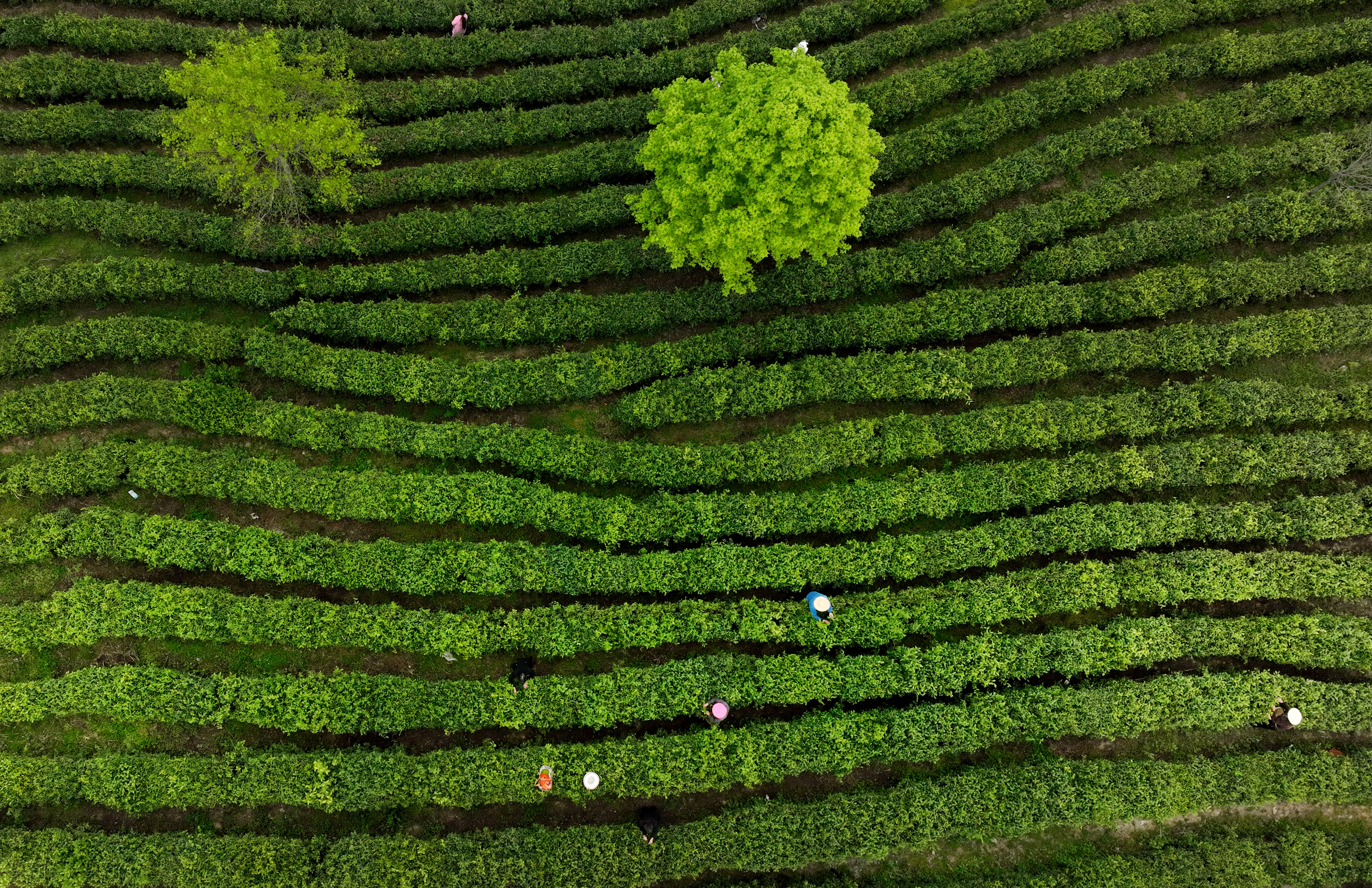 (经济)陕西平利:以茶致富 因茶兴业