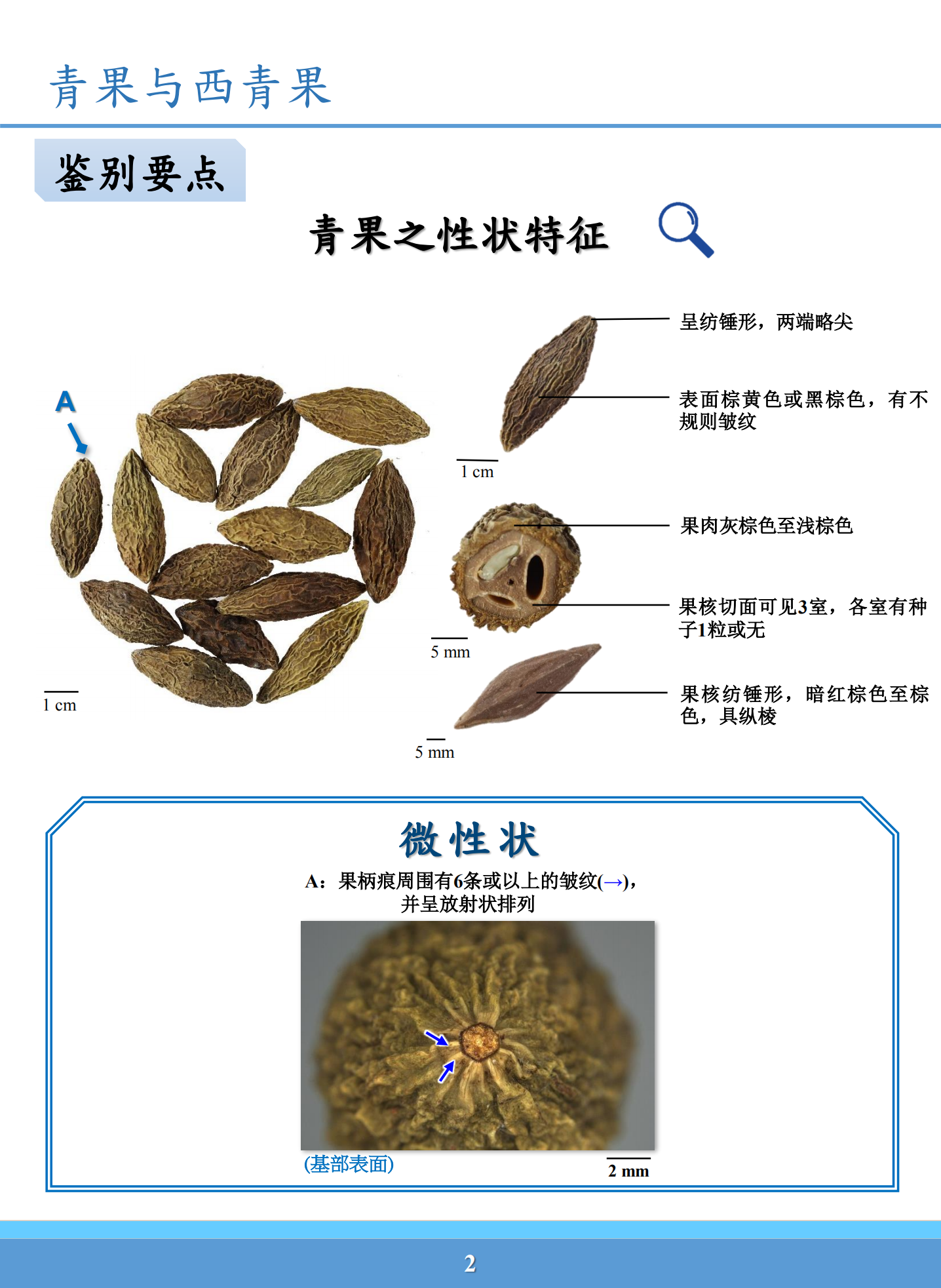 西青果与青果区别图片图片