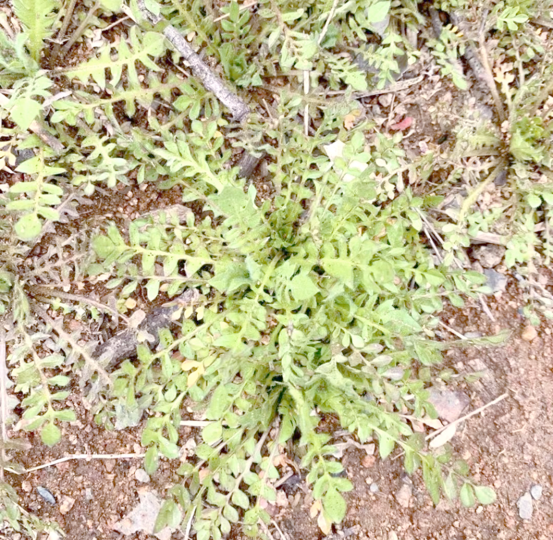 本溪春天山野菜全攻略:尝鲜与健康兼备