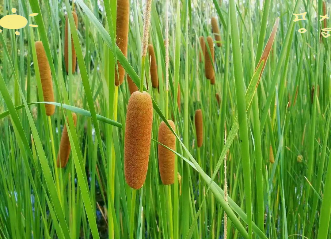 此外,它还有蒲草,水蜡烛,狭叶香蒲等别名.在植物分类学