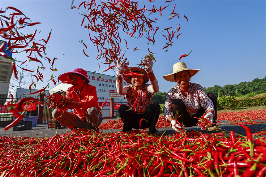 江西湖口:辣椒喜丰收 日子红似火