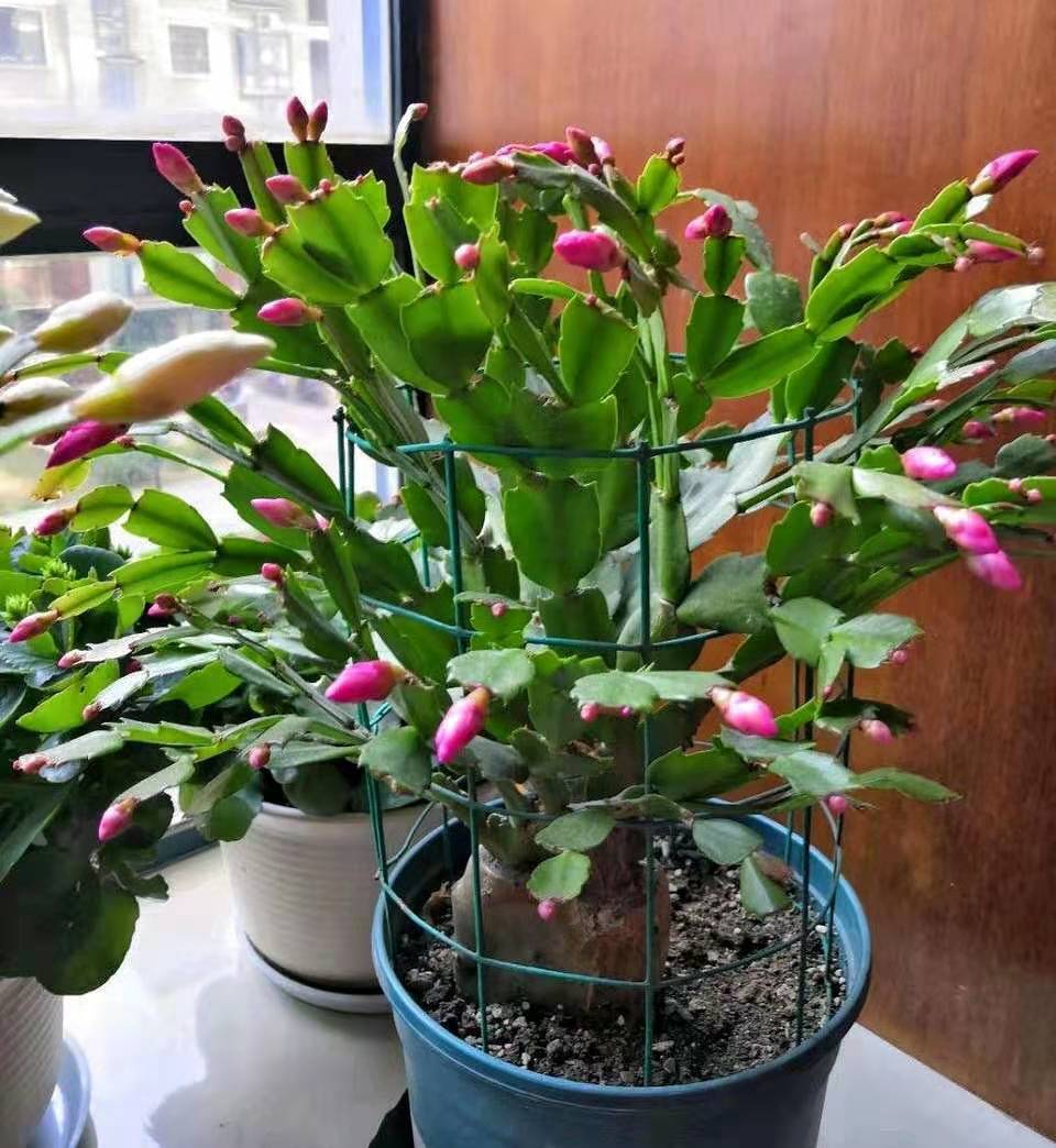 "圣诞仙人掌",室内养半个月,花量喜人
