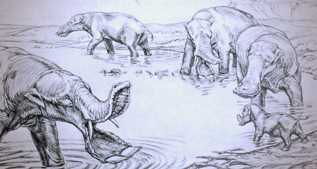 知识探秘:大象鼻子的多重功能与独特演化