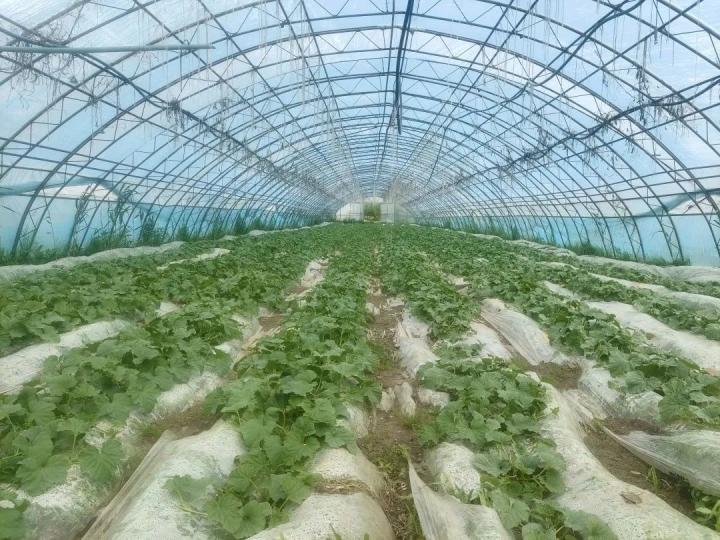 同江市向阳镇新兴村:香瓜产业促振兴 甜蜜生活种起来