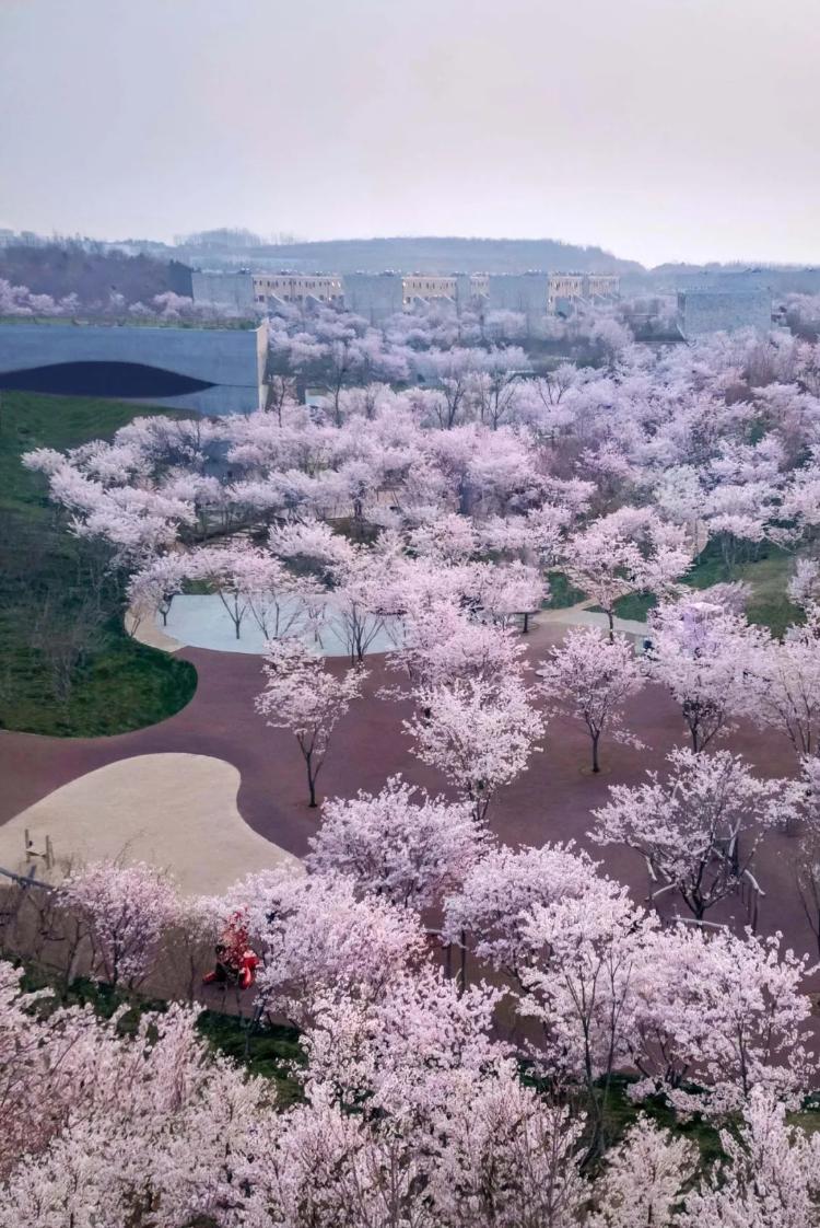 4月4日-4月15日,相约白鹭湾樱花节