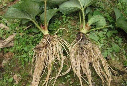 植物根部细用什么肥