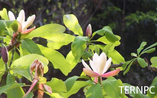 中国特产树种——凹叶厚朴