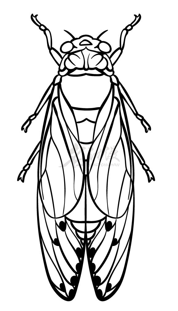 蝉绘画图片大全图片