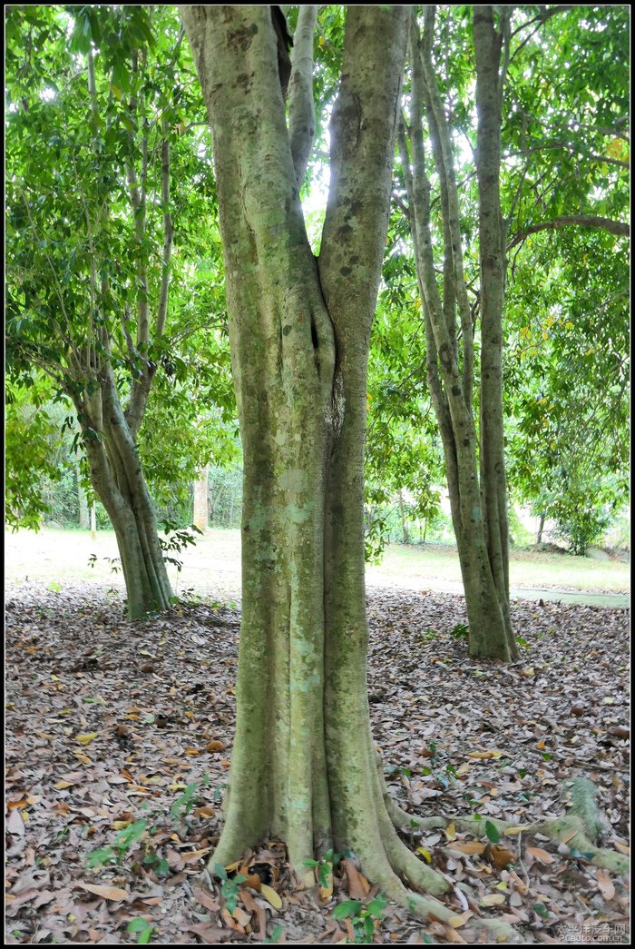 乡土历史:桂林原本不在桂林,在贵港,在来宾