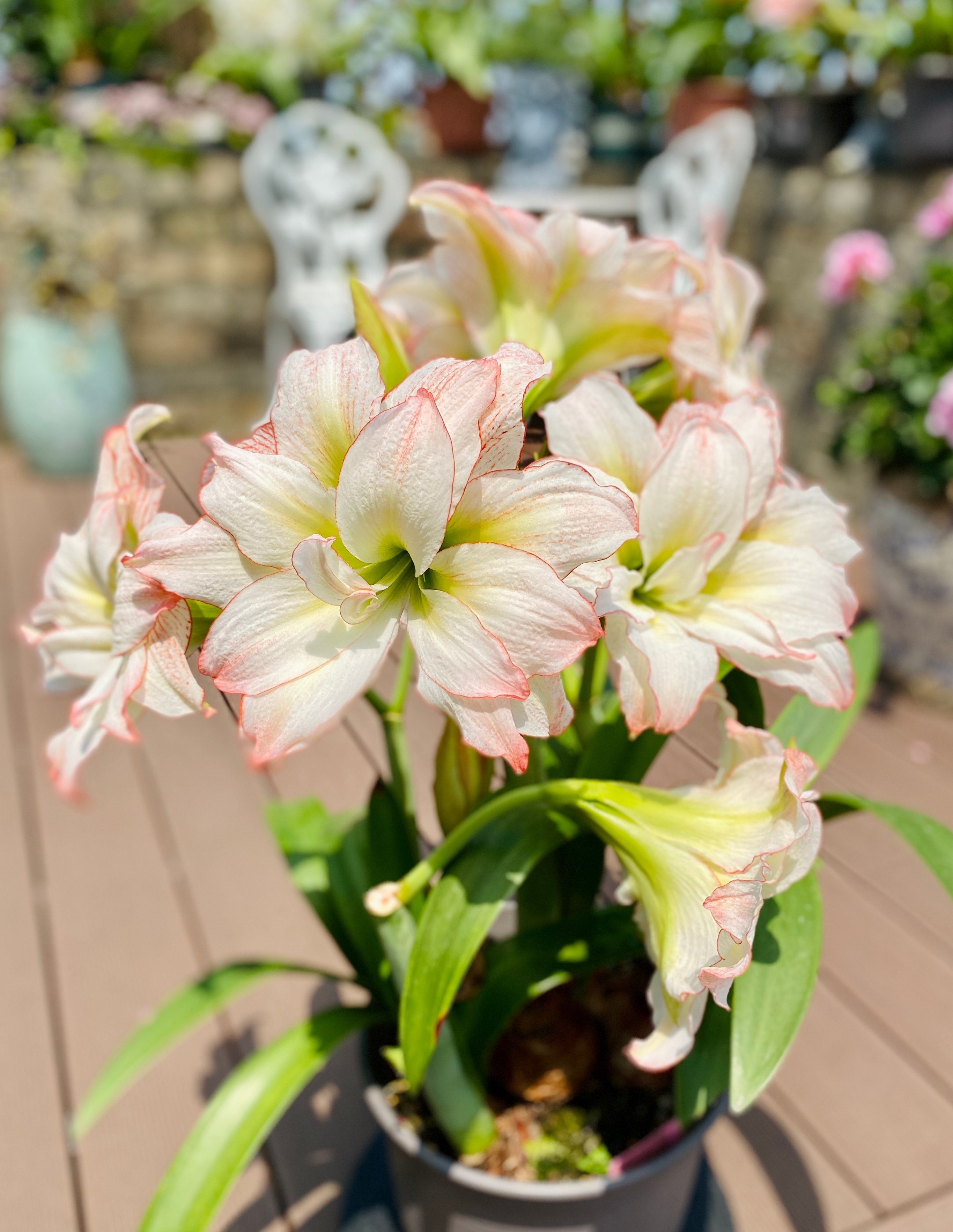 朱顶红界的"仙女"—蝴蝶,又美又仙,每年开花多次,你值得拥有