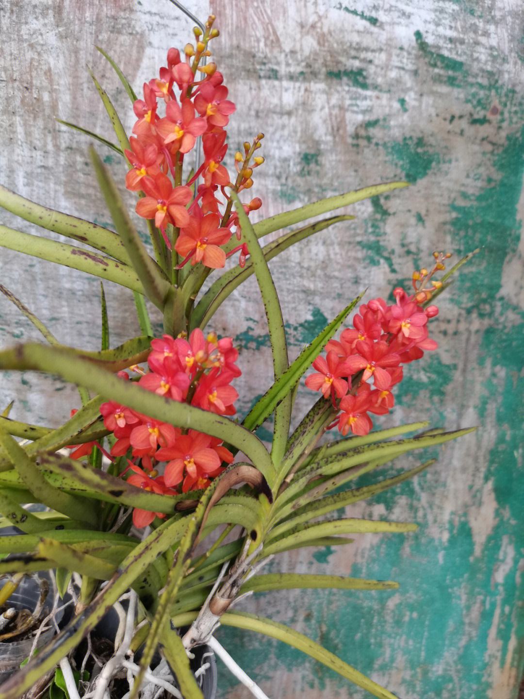 鸟舌兰怎么养?鸟舌兰的养殖方法和注意事项