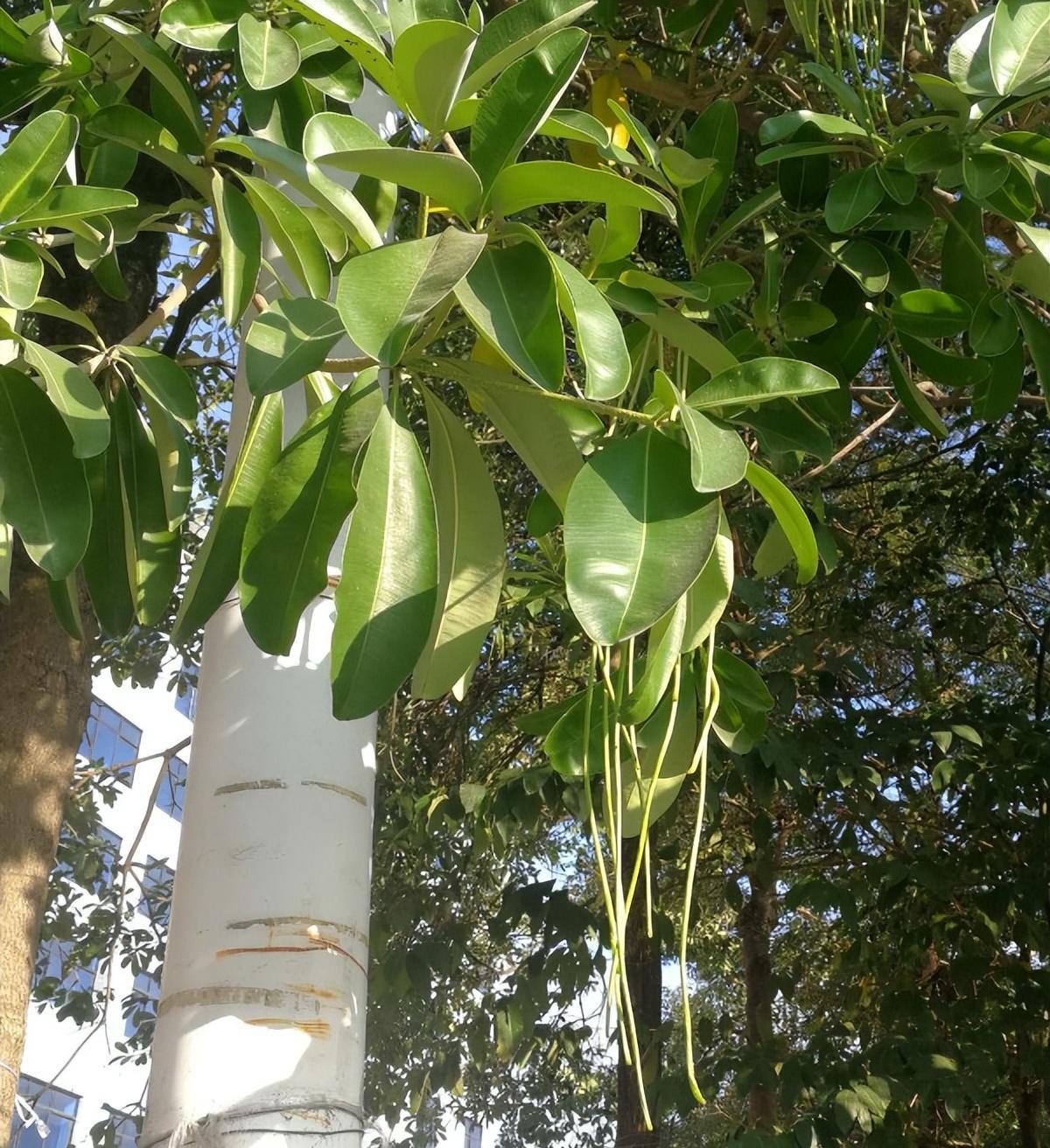 广州街头大批臭树集中开花!开花臭不可闻,为何还在城里大量种?