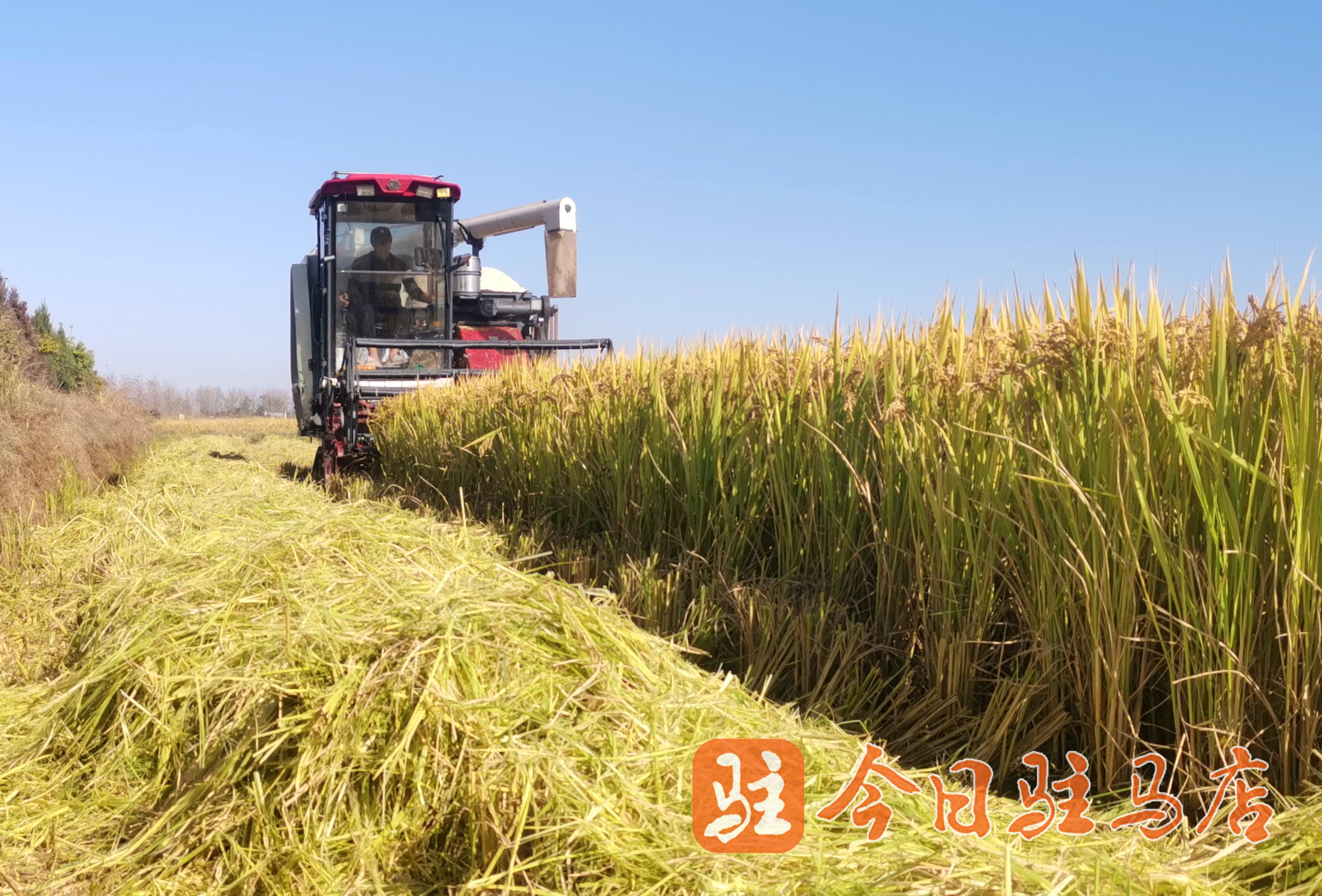 稻田收割机隆隆 奏响丰收歌