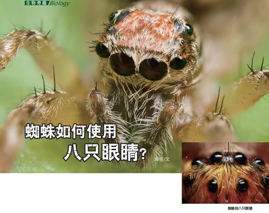 蜘蛛如何使用八只眼睛?