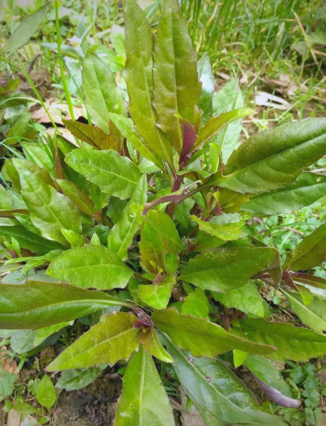 红凤菜(血皮菜)的栽培与食用指南