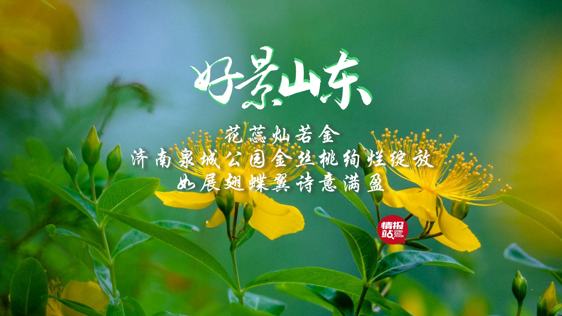 5月21日最佳情报|金丝桃绽放诗意满盈,马踏湖风景如画!恭喜