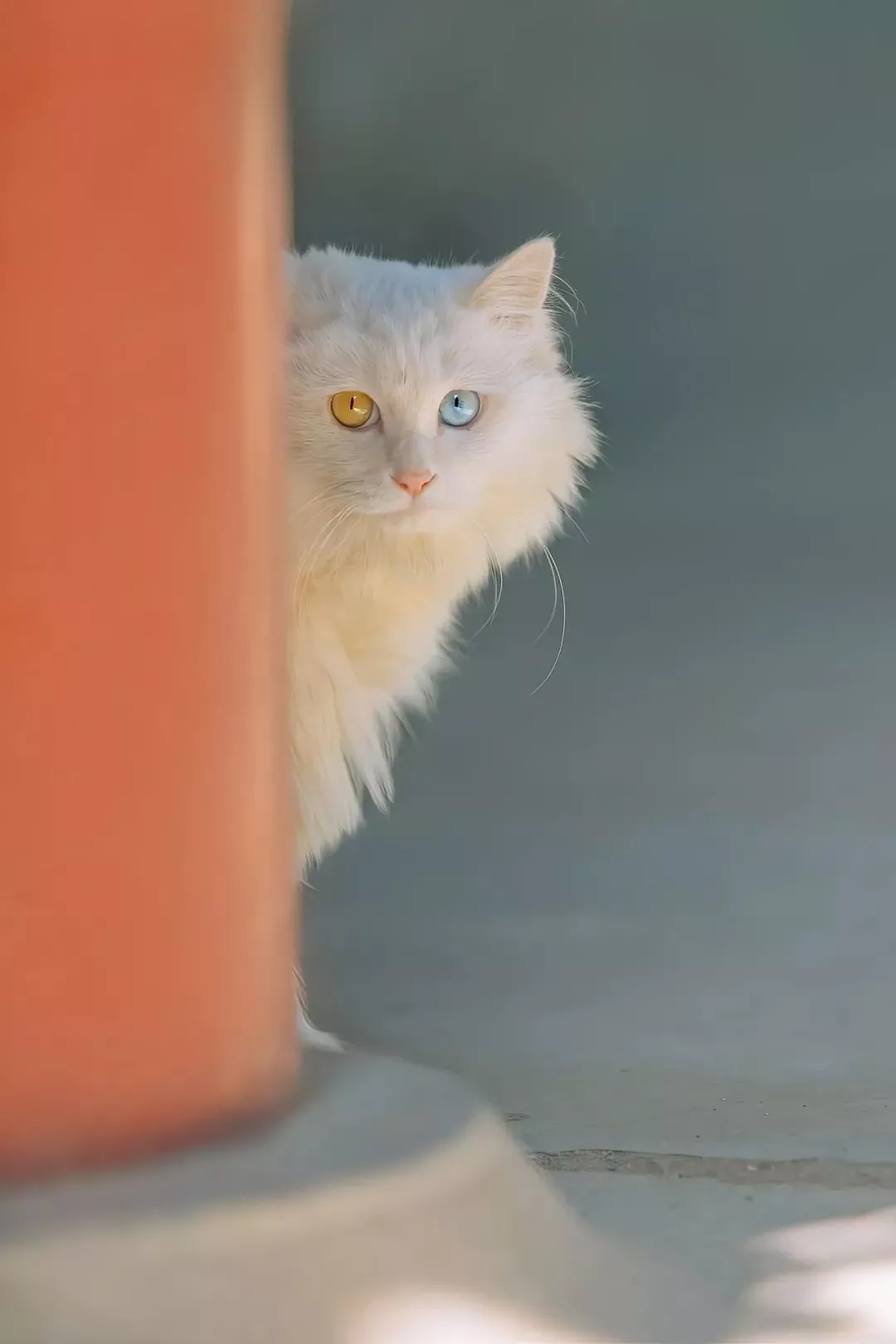 临清狮子猫唯美图片