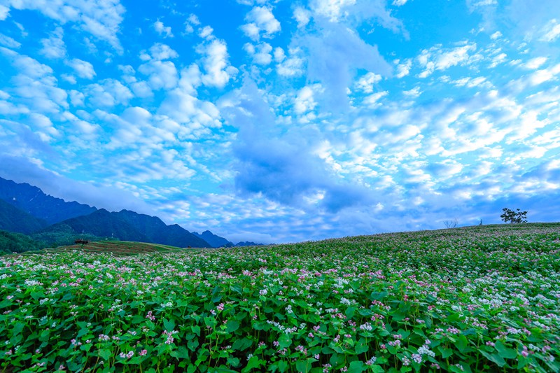 陕西西安:荞麦花开迎客来