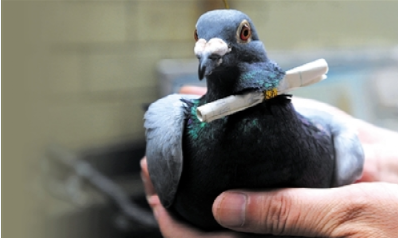 鸽子,你被捕了,请举起你的脚脚,展示你的间谍编号