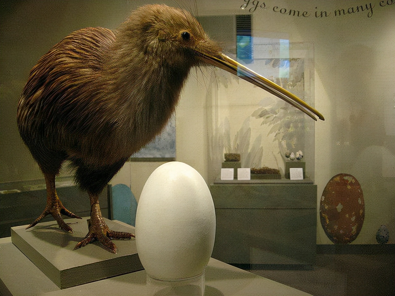 生的蛋是自己体重的1/3,被封为国鸟,为何几维鸟要生"巨蛋"?