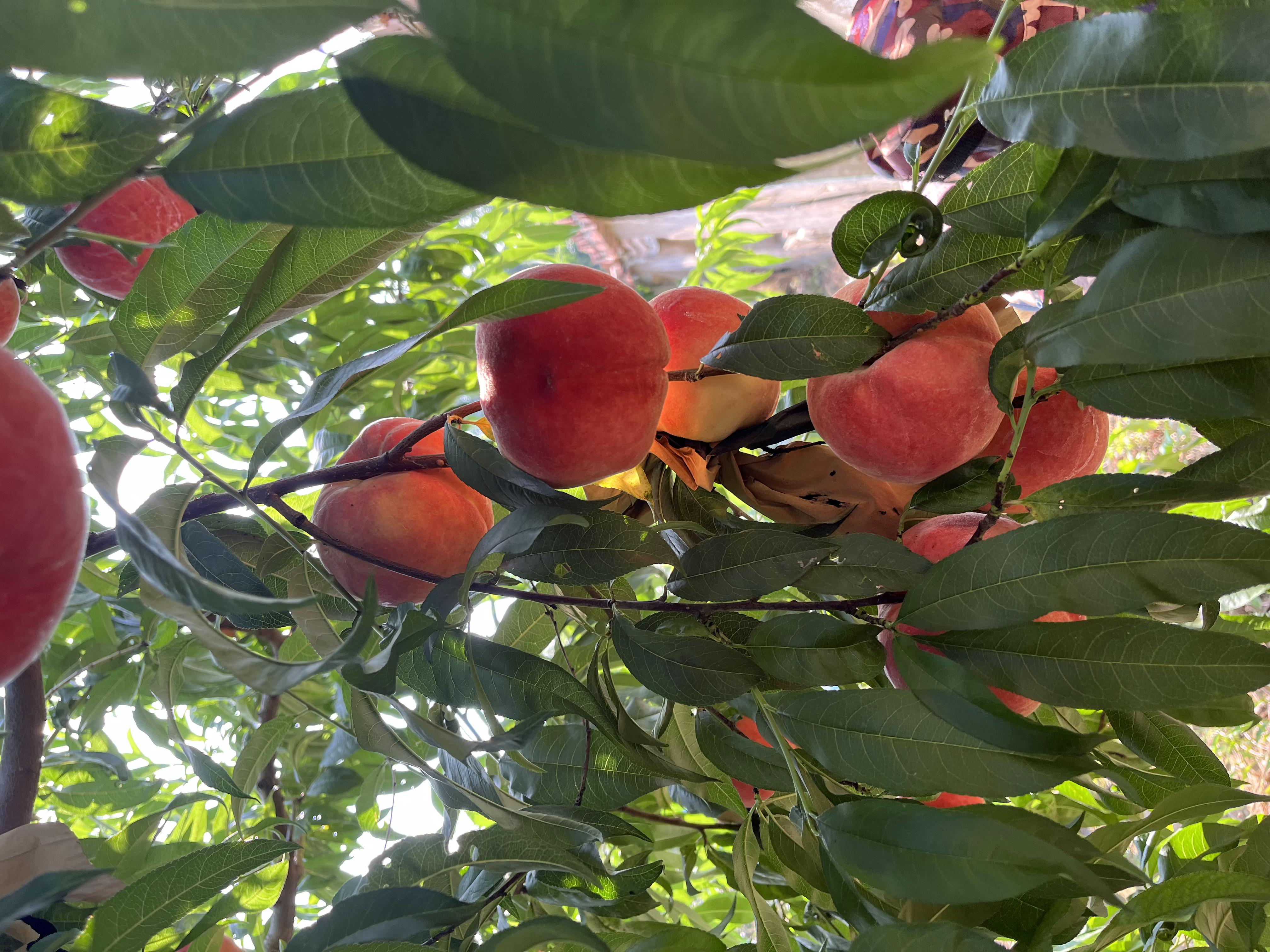 深入了解12-8桃树苗为何值得发展 本文全面介绍