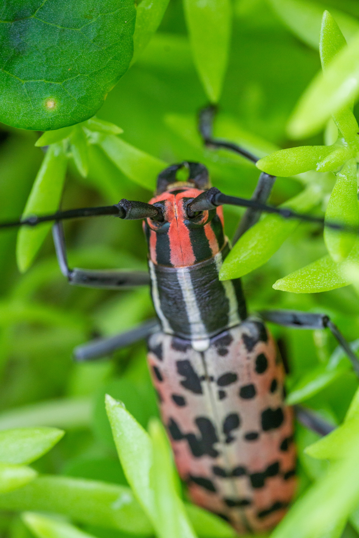 一只粉红渐变色天牛