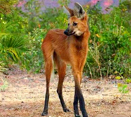 世界上各种稀奇古怪的动物大揭秘