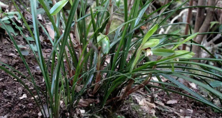 山上兰花可以随便挖吗?