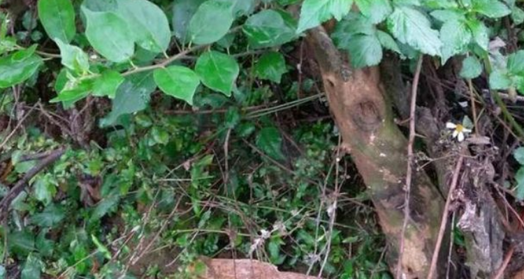 拓木树又叫什么树