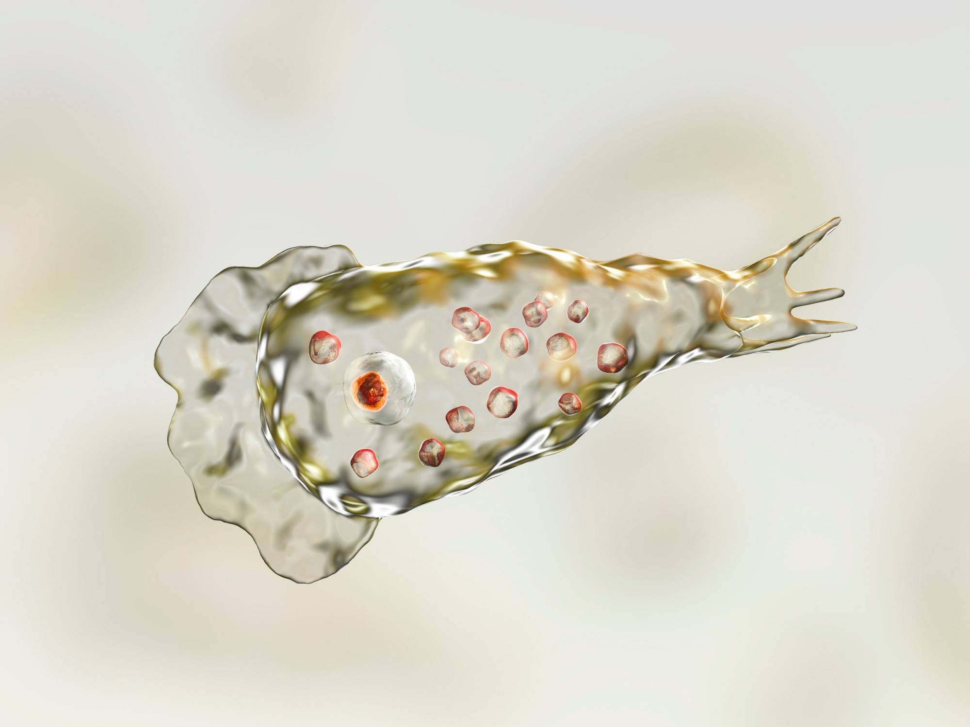 变形虫是真核生物吗图片