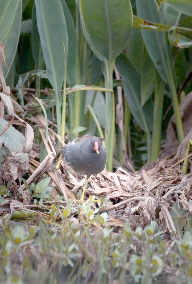 红冠水鸡:潜水,游泳,偶尔飞翔的鸟类新星