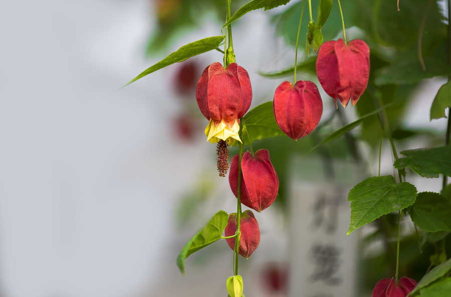 灯笼花为什么突然枯萎?
