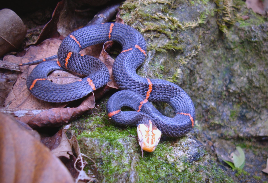 白头蝰:一种具管牙的毒蛇,分布于中国南部及东南亚地区