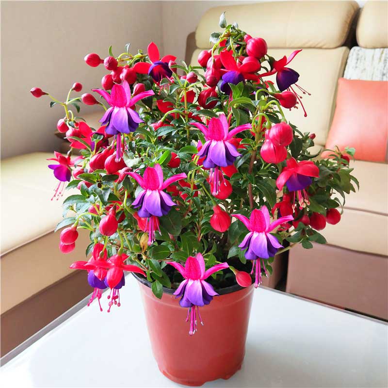 马上就要过年了,还在为买什么年宵花发愁吗,推荐36种供你参考